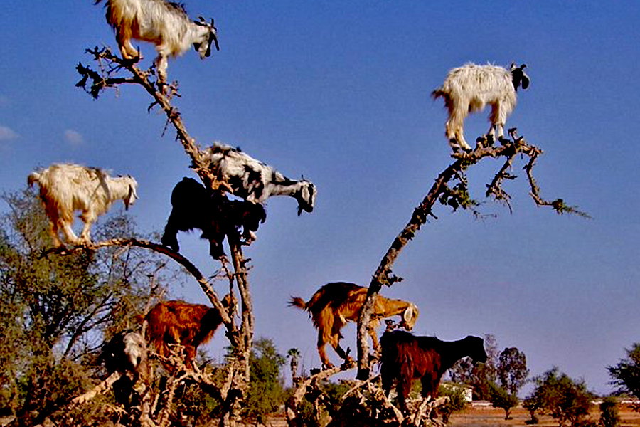 Goats © I am Benue 2022