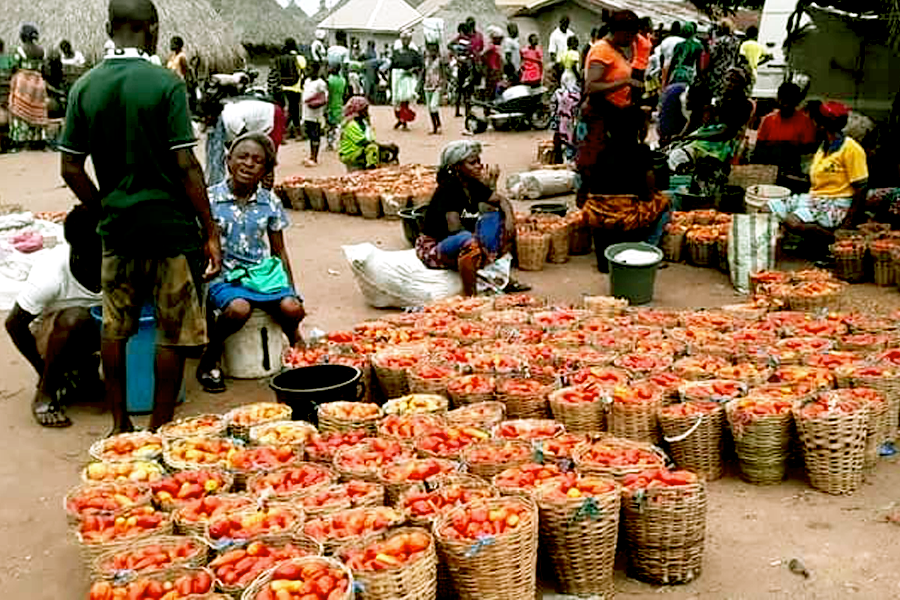 tomato wastage © I am Benue 2020